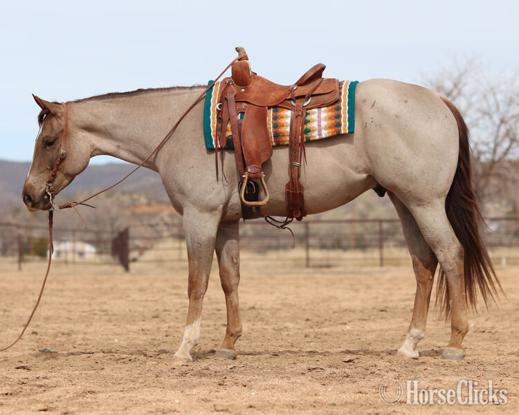 "Elvis" Red Roan Gelding Quarter Horse in California