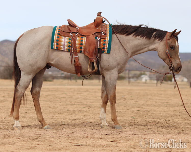 "Elvis" Red Roan Gelding Quarter Horse
