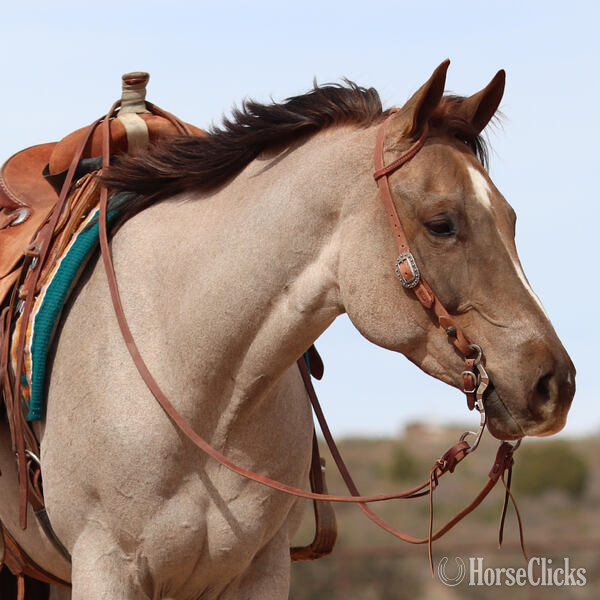 California "Elvis" Red Roan Gelding Quarter Horse
