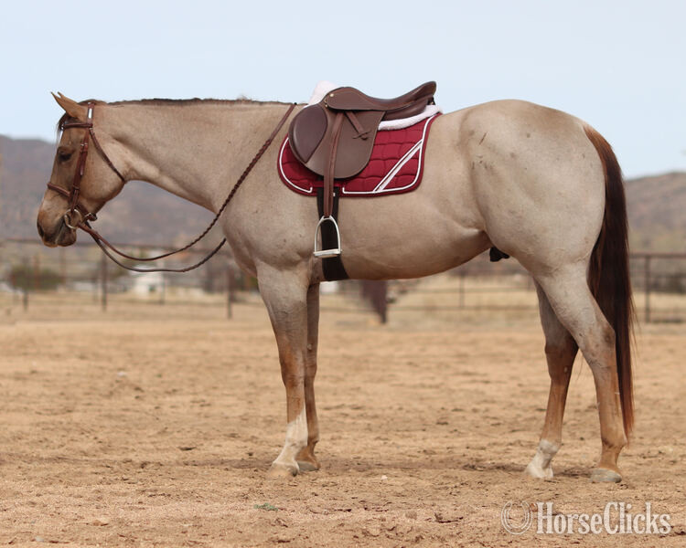 "Elvis" Red Roan Gelding Quarter Horse - Quarter Horse in California