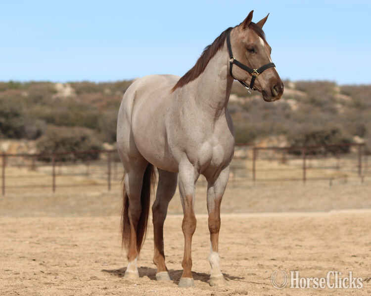 "Elvis" Red Roan Gelding Quarter Horse - Quarter Horse