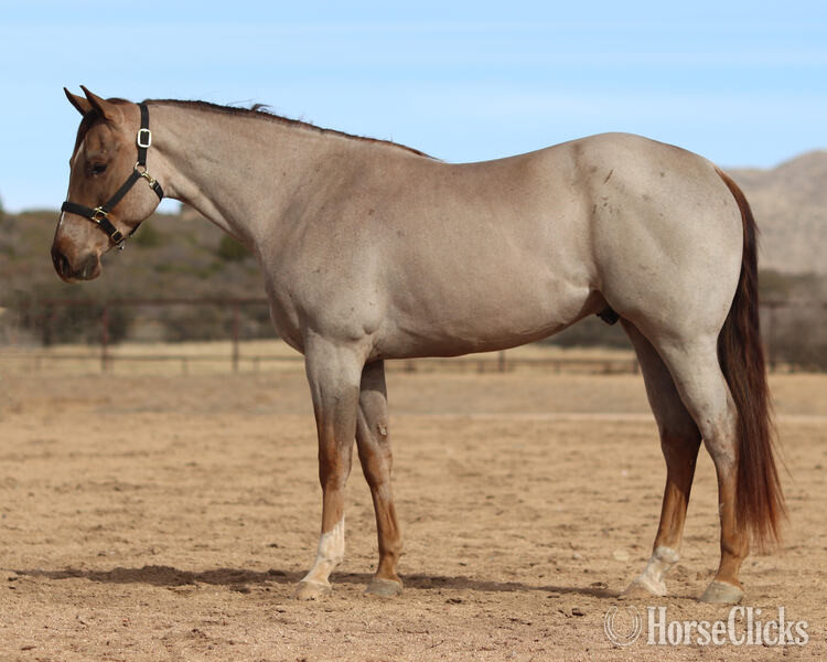 "Elvis" Red Roan Gelding Quarter Horse California