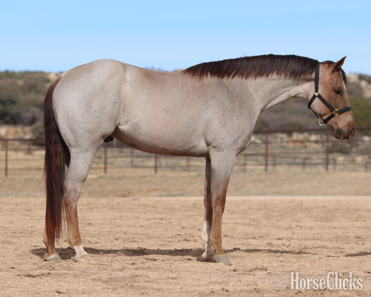 Quarter Horse - "Elvis" Red Roan Gelding Quarter Horse in California