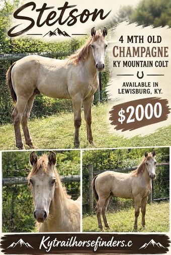 "Stetson " Champagne Colt Kentucky Mountain