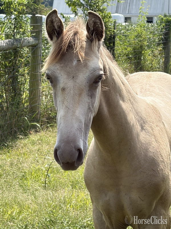 "Stetson " Champagne Colt Kentucky Mountain - Kentucky Mountain in Kentucky