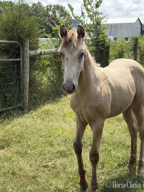 "Stetson " Champagne Colt Kentucky Mountain - Kentucky Mountain