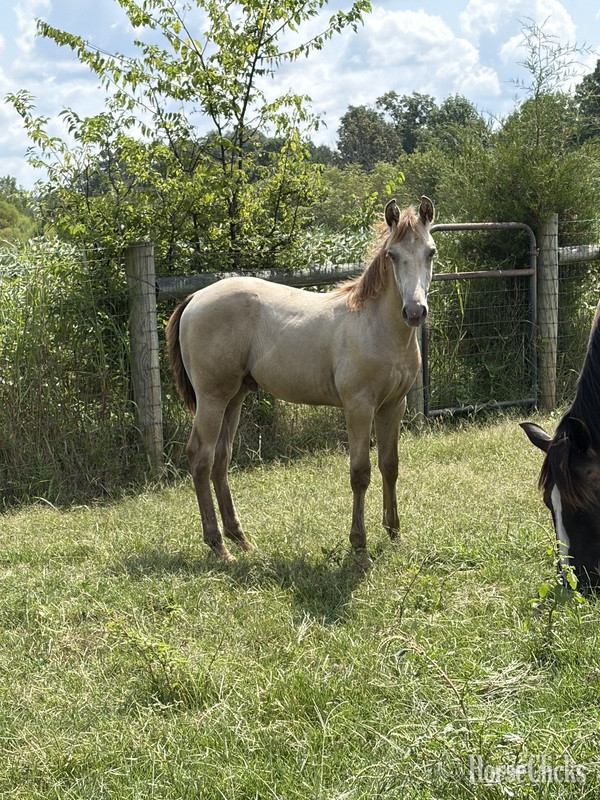 "Stetson " Champagne Colt Kentucky Mountain Kentucky