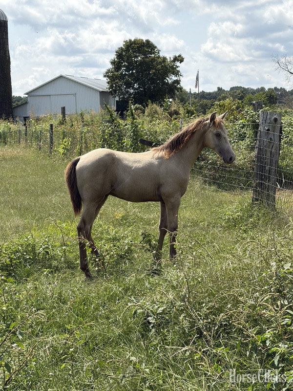 Kentucky Mountain - "Stetson " Champagne Colt Kentucky Mountain in Kentucky