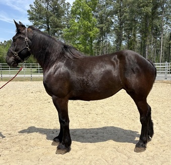 "Percheron" Black Mare Percheron