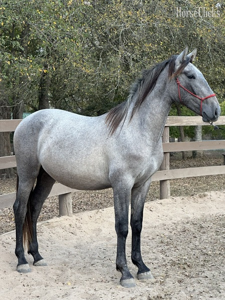 "Tornado de Maria" Grey Gelding Andalusian in Texas