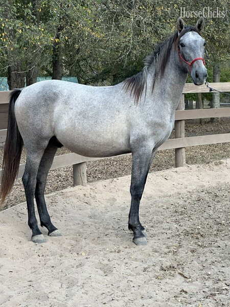 "Tornado de Maria" Grey Gelding Andalusian