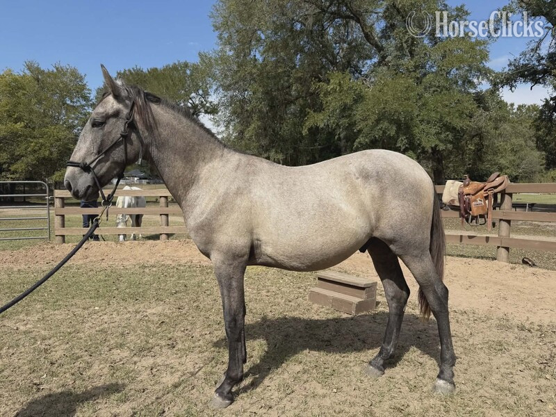 Texas "Tornado de Maria" Grey Gelding Andalusian
