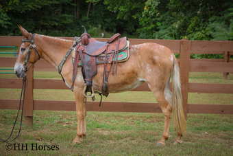 "CABERNET" Sorrel Mare Mule