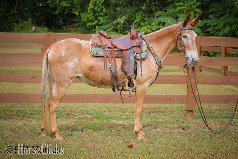 "CABERNET" Sorrel Mare Mule