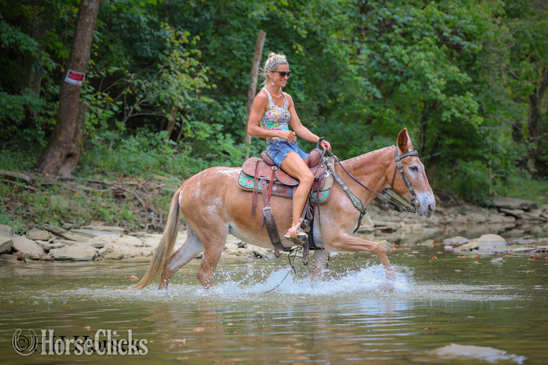 Kentucky "CABERNET" Sorrel Mare Mule