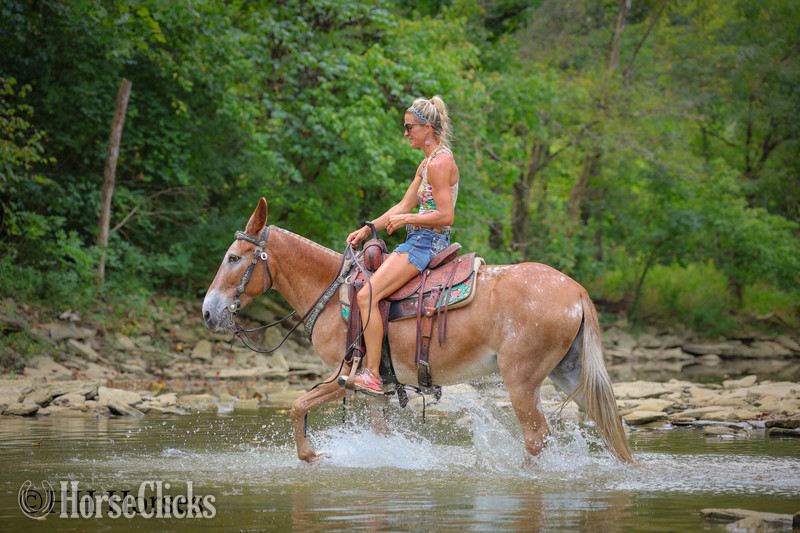"CABERNET" Sorrel Mare Mule - Mule in Kentucky