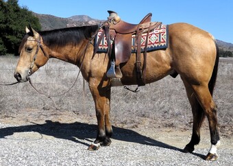 "ZIPLOOSE CABOOSE" Buckskin Gelding Quarter Horse