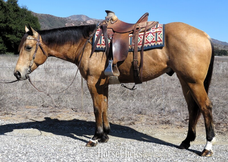 "ZIPLOOSE CABOOSE" Buckskin Gelding Quarter Horse in California
