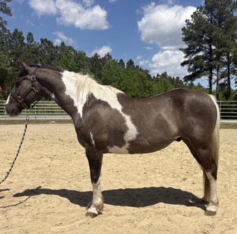 "Paint" Pinto Gelding Quarter Horse