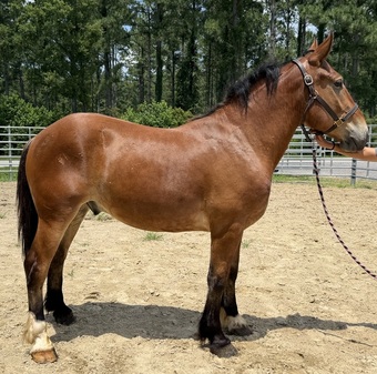 "Bay" Bay Gelding Draft