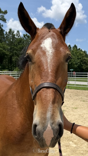 North Carolina "Bay" Bay Gelding Draft