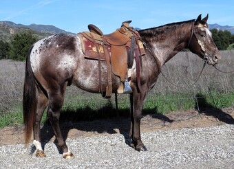 "SOME BIG SECRET" Bay Gelding Appaloosa