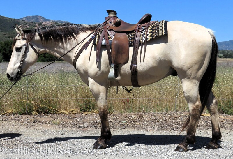 "BUTTERS" Buckskin Gelding Quarter Horse in California