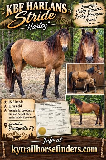 "RBF Harlan?s Stride " Buckskin Mare Rocky Mountain