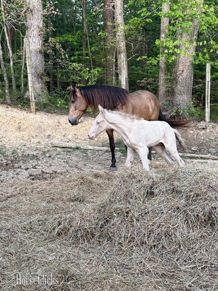 "RBF Harlans Stride " Buckskin Mare Rocky Mountain