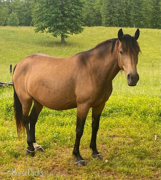 Kentucky "RBF Harlans Stride " Buckskin Mare Rocky Mountain