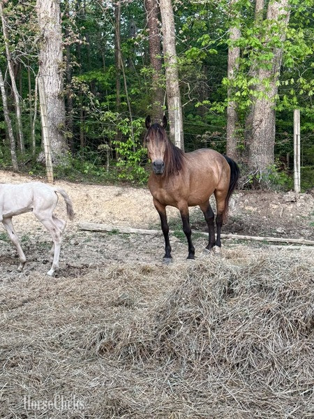 "RBF Harlans Stride " Buckskin Mare Rocky Mountain - Rocky Mountain in Kentucky