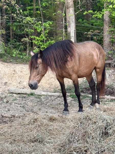 "RBF Harlans Stride " Buckskin Mare Rocky Mountain - Rocky Mountain