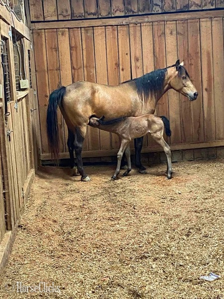 "RBF Harlans Stride " Buckskin Mare Rocky Mountain Kentucky