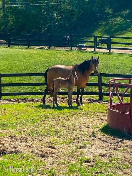 Rocky Mountain - "RBF Harlans Stride " Buckskin Mare Rocky Mountain in Kentucky
