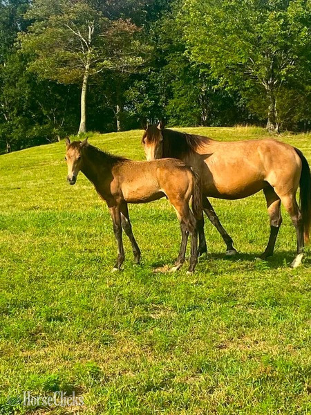 Rocky Mountain - "RBF Harlans Stride " Buckskin Mare Rocky Mountain
