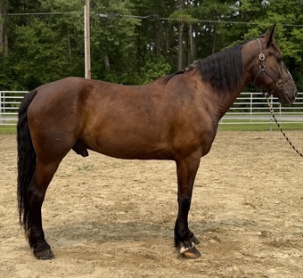 "Draft " Bay Gelding Draft