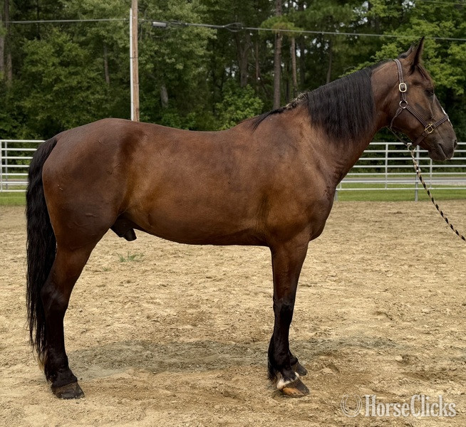 "Draft " Bay Gelding Draft in North Carolina