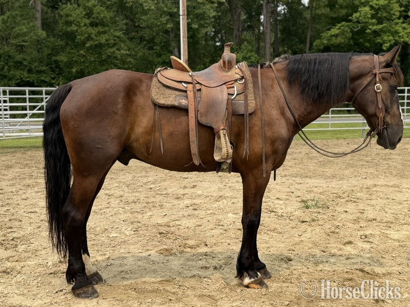 "Draft " Bay Gelding Draft