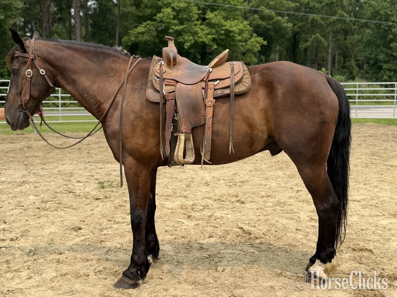 North Carolina "Draft " Bay Gelding Draft