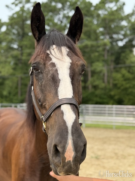 "Draft " Bay Gelding Draft - Draft in North Carolina
