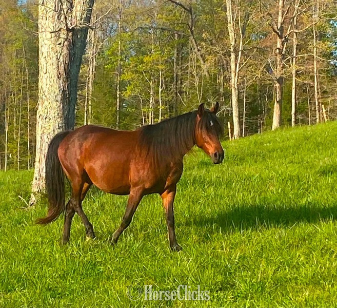 "Look At Me ?Lookie?" Bay Mare Rocky Mountain