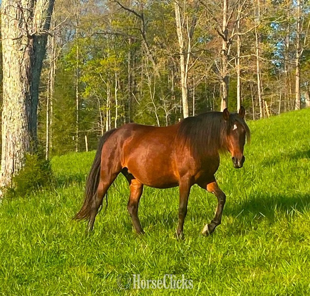 Kentucky "Look At Me ?Lookie?" Bay Mare Rocky Mountain