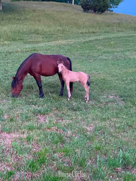 "Look At Me ?Lookie?" Bay Mare Rocky Mountain - Rocky Mountain in Kentucky