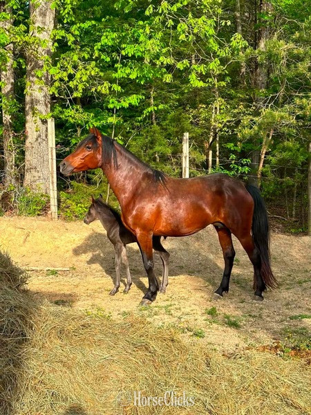 "Look At Me ?Lookie?" Bay Mare Rocky Mountain - Rocky Mountain