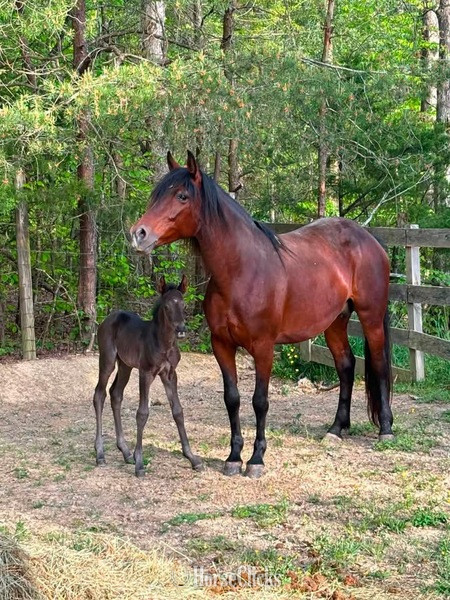 "Look At Me ?Lookie?" Bay Mare Rocky Mountain Kentucky