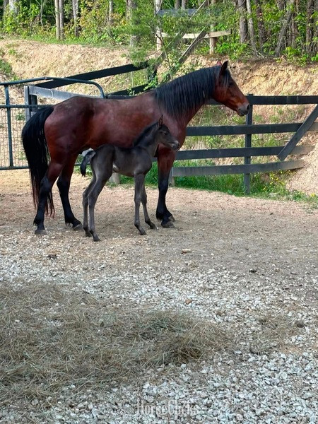 Rocky Mountain - "Look At Me ?Lookie?" Bay Mare Rocky Mountain