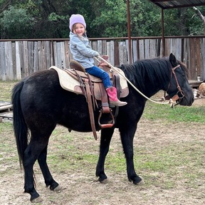 "Lego" Black Gelding Quarter Pony