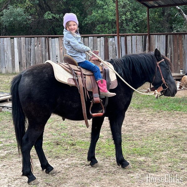 "Lego" Black Gelding Quarter Pony in Texas