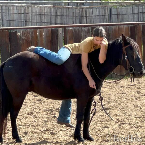 "Lego" Black Gelding Quarter Pony