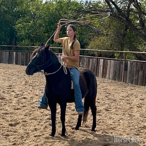 Texas "Lego" Black Gelding Quarter Pony
